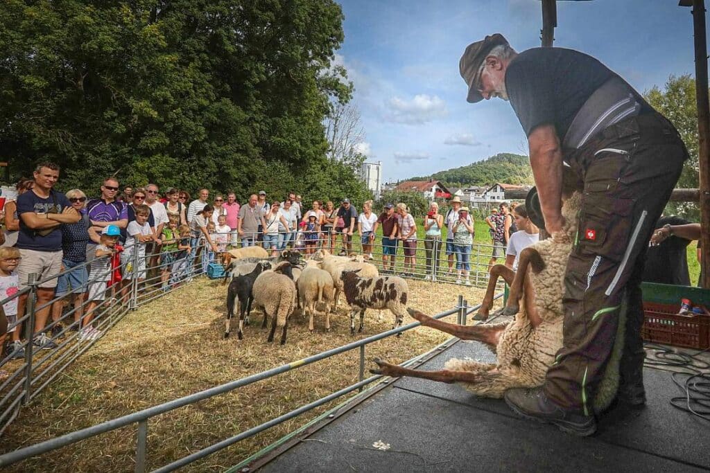 Schafwoll-Festival in Gronau zeigt gläserne Produktion