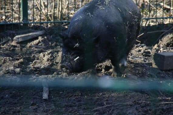 Niedersachsen: Rückgang der Schweinebestände, Angler Sattelschwein im Bild, Landwirtschaft und Statistik.