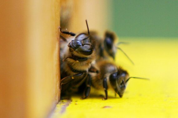 Bienen in ihrer natürlichen Umgebung, Symbol für Artenvielfalt und ökologische Stabilität in Deutschland.