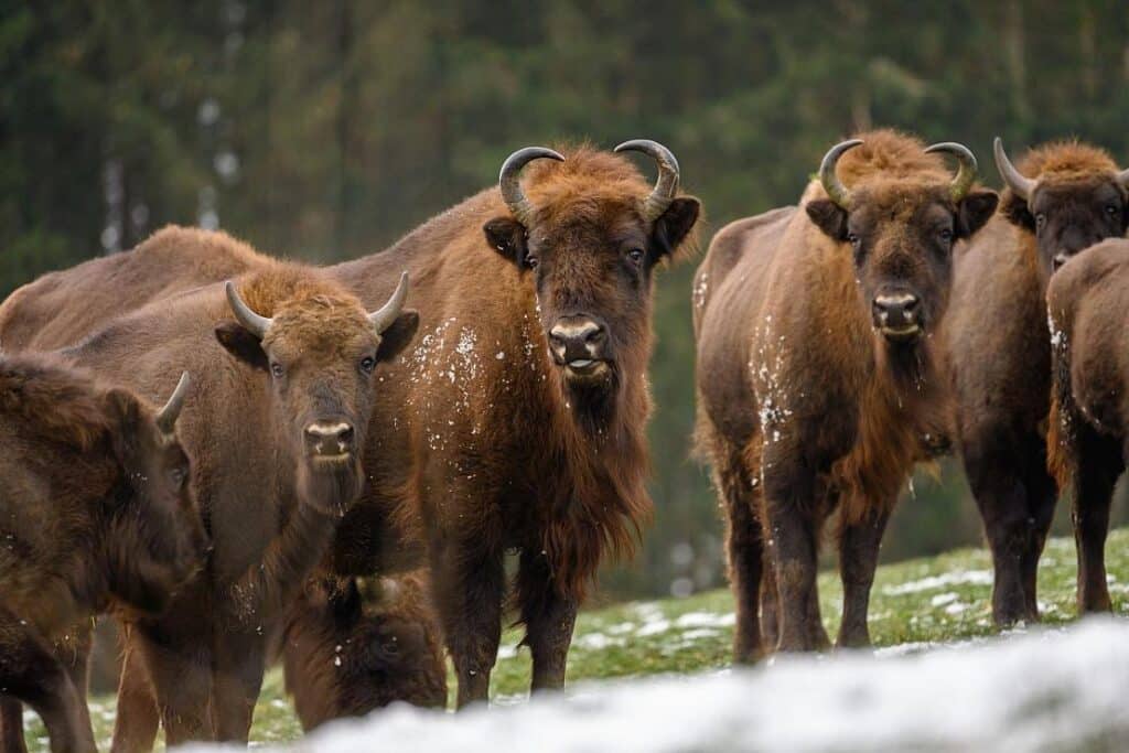 Universität Siegen entwickelt App zur Wisent-Erkennung