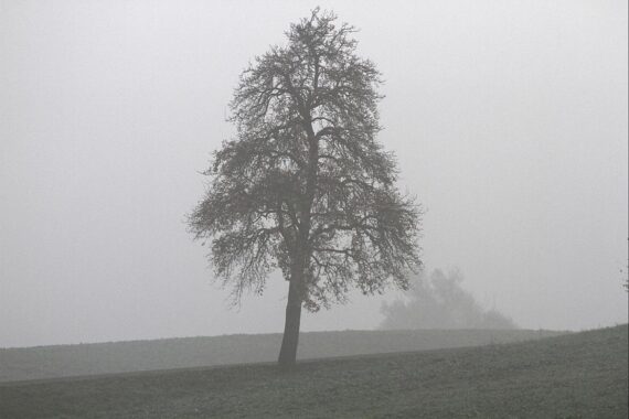 Wechselhaftes Wetter mit Wolken, Nebel und einem Baum im Vordergrund. Schauer möglich.