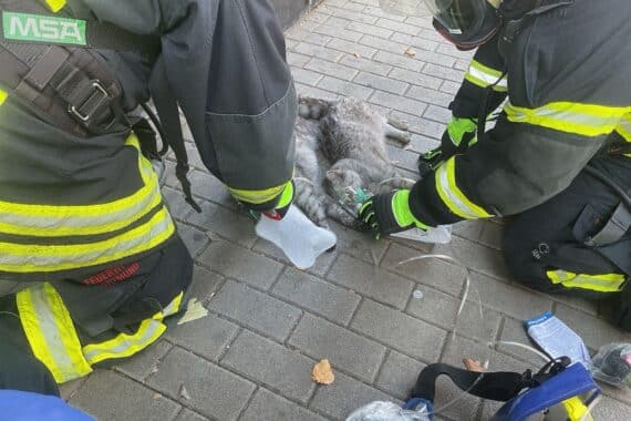 Katzen werden nach Wohnungsbrand behandelt, Feuerwehr und Tierarzt im Einsatz.