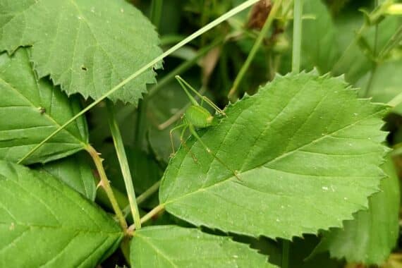 Grashüpfer in Naturkulisse, symbolisiert Fortschritte im Insektenschutz und Biotopverbund in Niedersachsen.