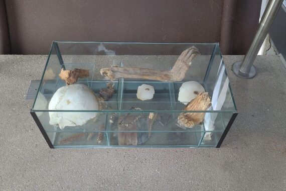 Glasvitrine mit menschlichen Überresten, Polizei sucht nach Hinweisen zur Herkunft.