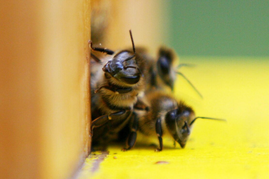 Bienenvolk aus Naturschutzgebiet in Sögel gestohlen