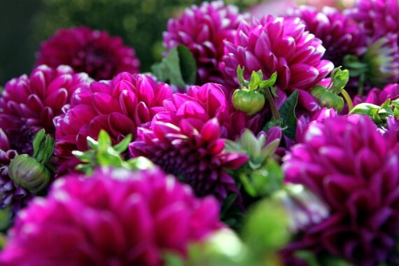 Bunte Tulpenzwiebeln und engagierte Helfer beim Gartentag für frühlingshafte Blumenpracht.