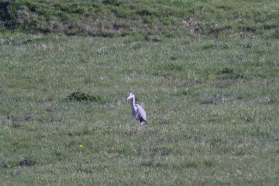 Verendeter Kranich symbolisiert Geflügelpest, Warnung an Geflügelhalter zur Einhaltung von Biosicherheit.