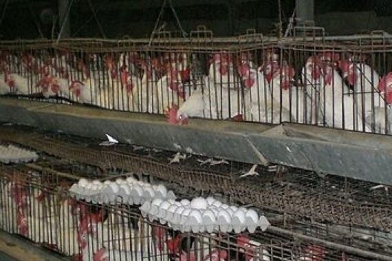 Legehennen in einem Schutzbereich, umgeben von Warnhinweisen zur Geflügelpest und Schutzmaßnahmen.