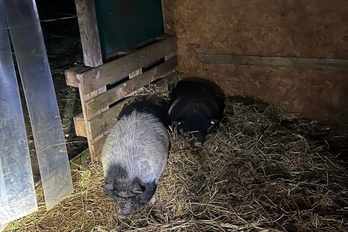 Hängebauchschwein löst Polizeieinsatz in Bremen aus