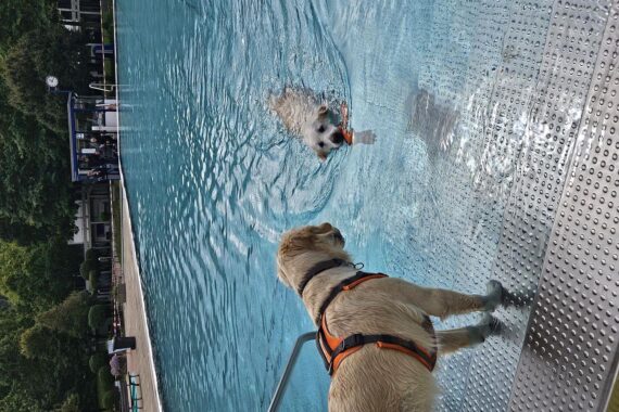 Hunde jeden Alters spielen fröhlich im Wasser eines Freibades, umgeben von ihren Haltern.