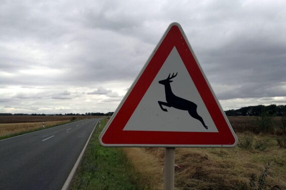 Warnschild vor Wildwechsel: Sicherheitshinweis für Autofahrer, besonders in der dunklen Jahreszeit.