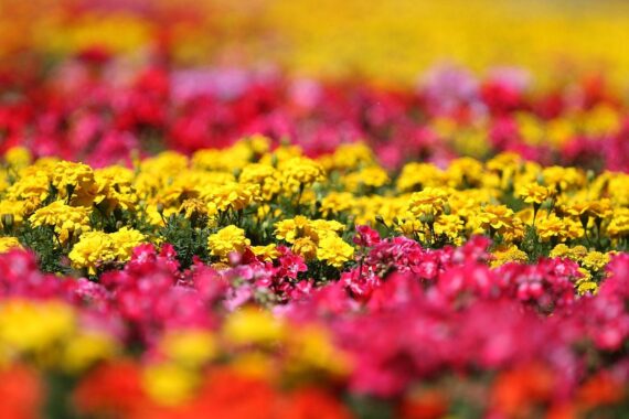 Bunte Blumenbeete, symbolisieren die Tradition der Landesgartenschau in Rheinland-Pfalz, überarbeitetes Konzept.