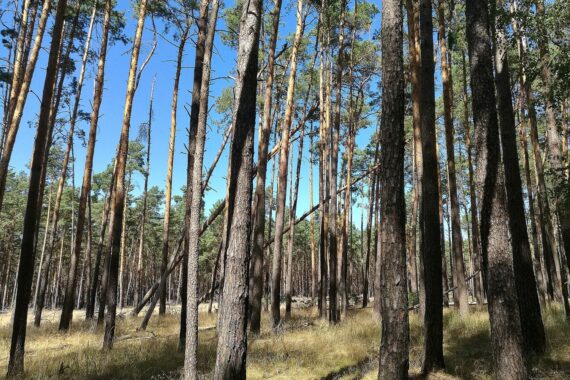 Wie vielfältige, gesunde Waldlandschaft, die Wiederbewaldung und Klimaanpassung symbolisiert.