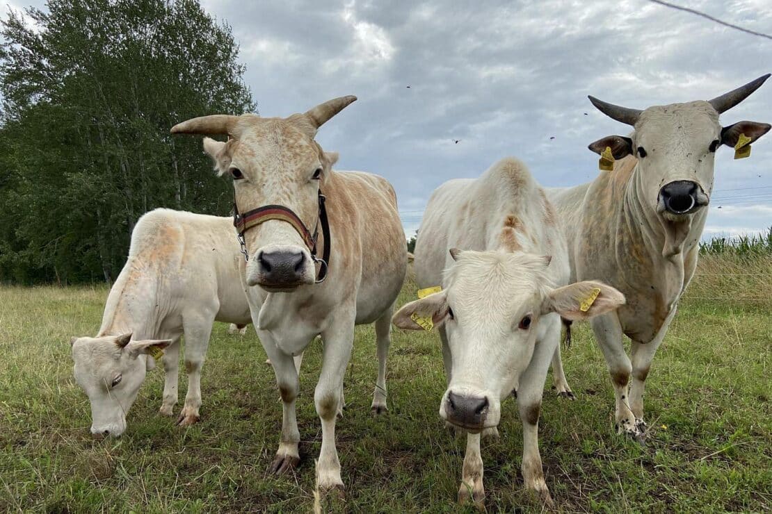 Neu-Ulm setzt Hochlandrinder zur Pflege von Ausgleichsflächen ein