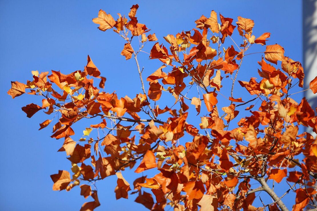 Oktober in Bremen und Niedersachsen deutlich zu warm