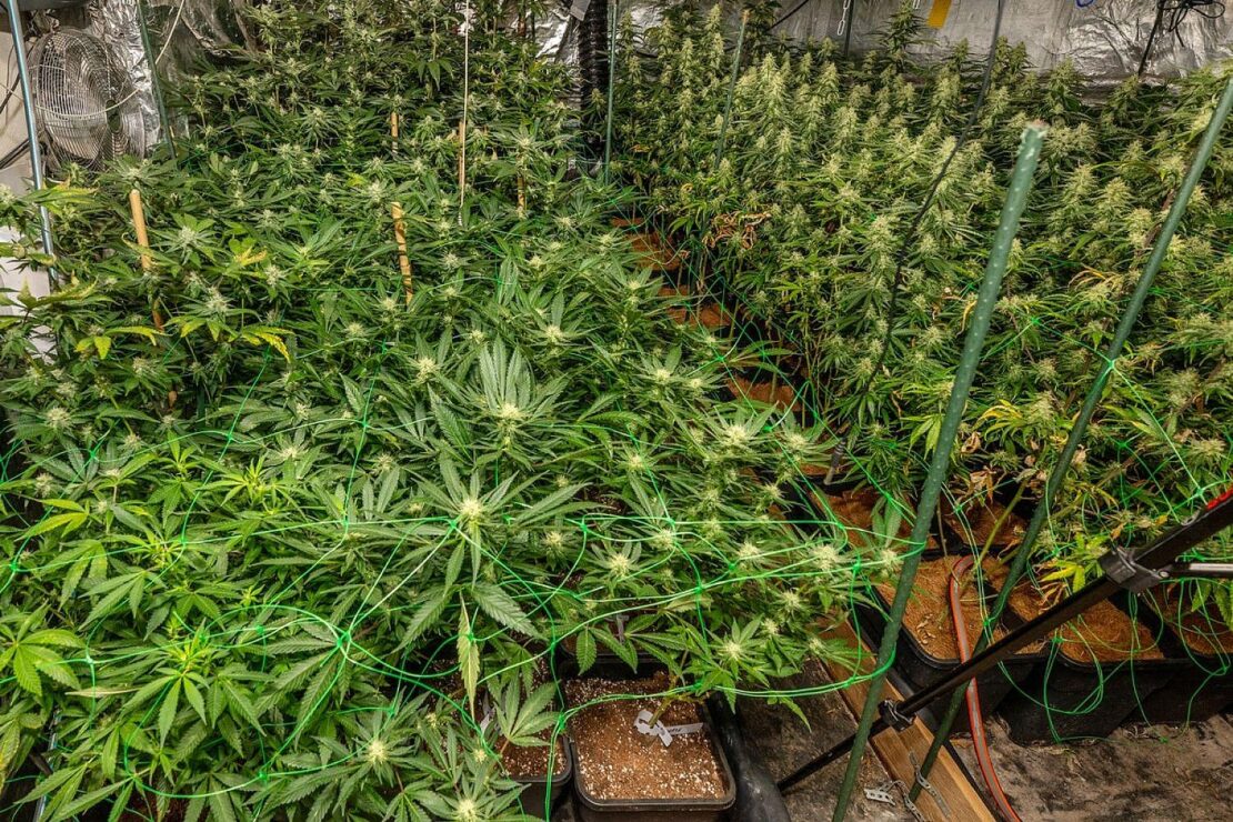 Polizei entdeckt Cannabis-Plantage in Essen-Rellinghausen