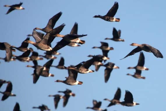 Blässgänse am Wasser, symbolisieren Vogelgrippe-Gefahr und Schutzmaßnahmen für Wildvögel.