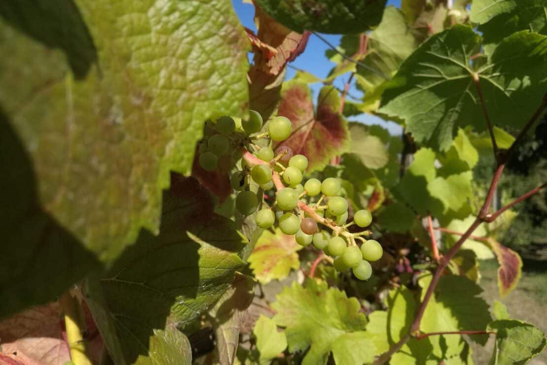 Weinernte 2025 voraussichtlich üppiger