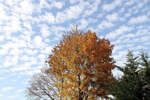 Herbstlicher Baum unter bewölktem Himmel, mildes Wetter, vereinzelt Sonne und Nieselregen.