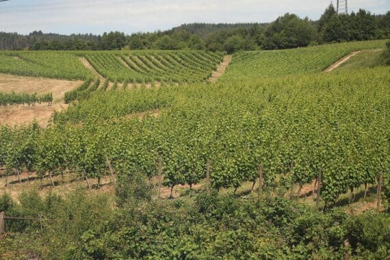 Weinberg unter blauem Himmel, sonnig, trocken, ideale Bedingungen für einen erholsamen Tag.