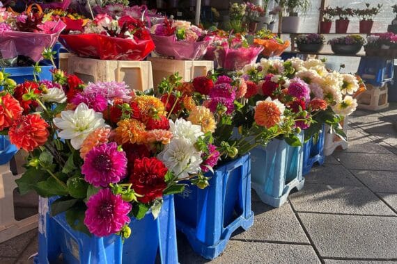 Blumenladen mit bunten Pflanzen, Symbol für den Rückgang der Gartenbaubetriebe in Deutschland.