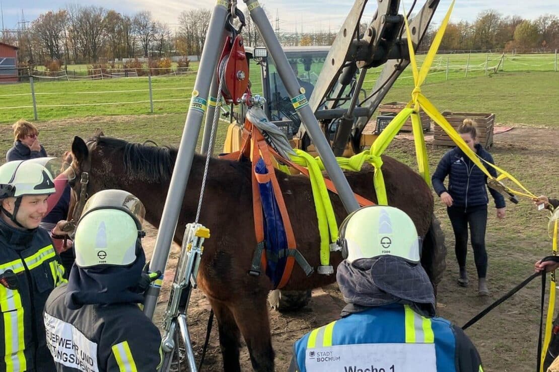 Feuerwehr rettet Pferd in Bochum-Sevinghausen