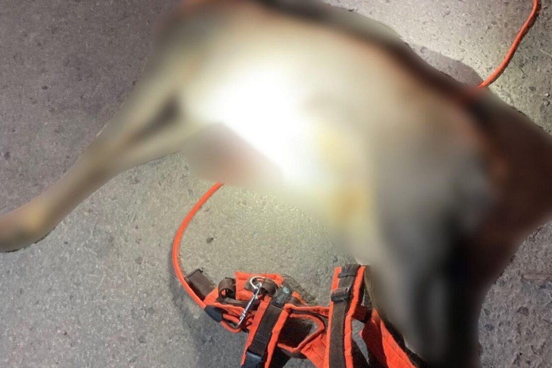 Polizei sucht Hundehalter nach Jagdwilderei in Erfurt