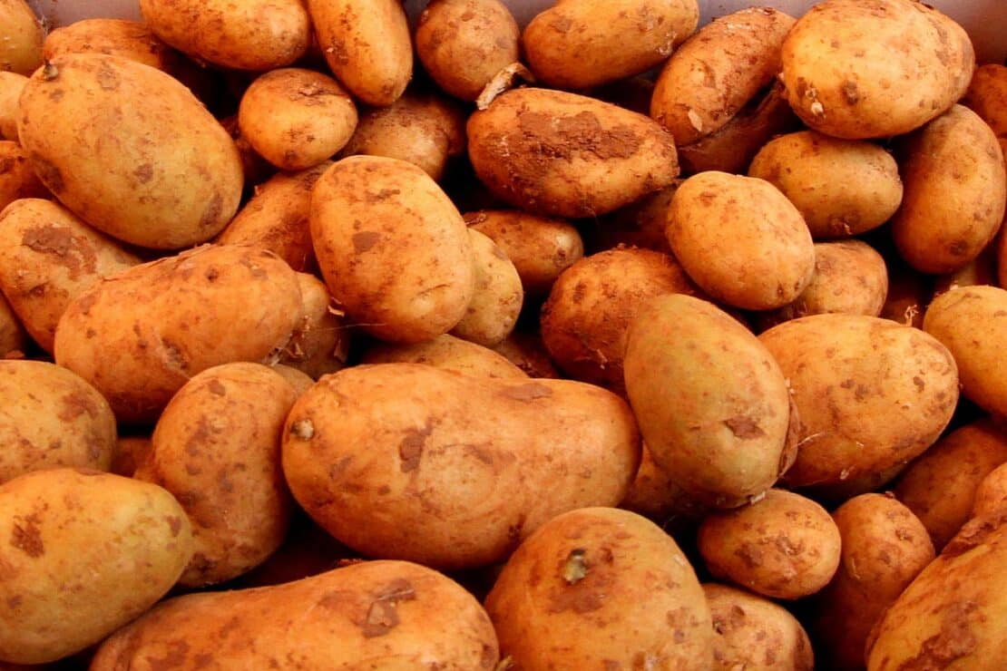 Thüringer Kartoffelernte übertrifft langjährigen Durchschnitt