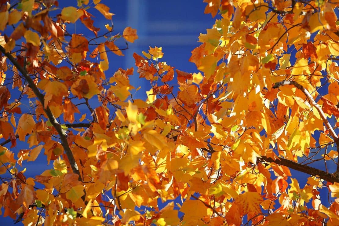 Wetterbericht für Bayern (12.11.2025)