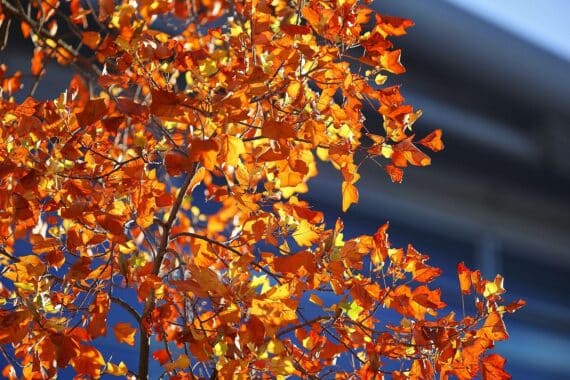 Bunte Herbstblätter unter milder Sonne, Nebel und frostige Nächte symbolisieren den Herbst in Hessen.