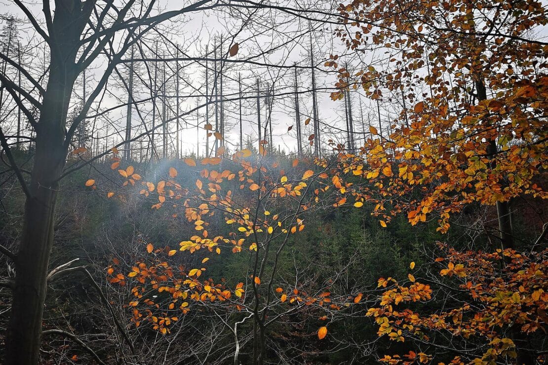 Wetterbericht für Rheinland-Pfalz/Saarland (28.11.2025)