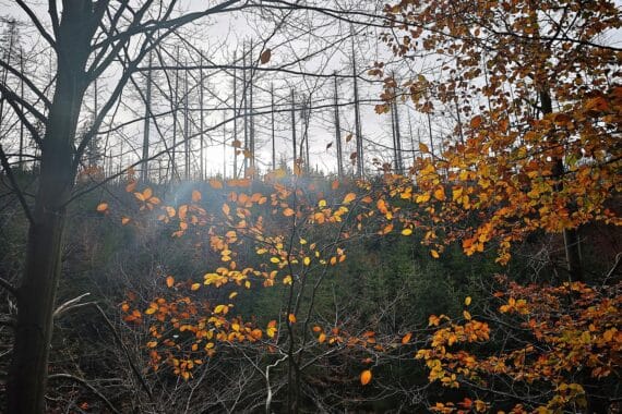 Herbstlicher Wald mit grauen Wolken, Regen, toten Bäumen und typischen Herbstfarben.