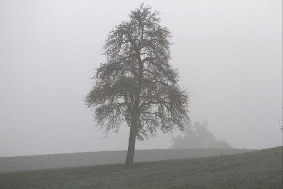 Nebelhafter Herbstmorgen mit trübem Himmel, kühlen Temperaturen und feuchten Bäumen in Thüringen.
