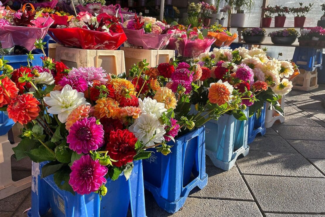 Zierpflanzenanbau in NRW 2025 um rund 6 % kleiner