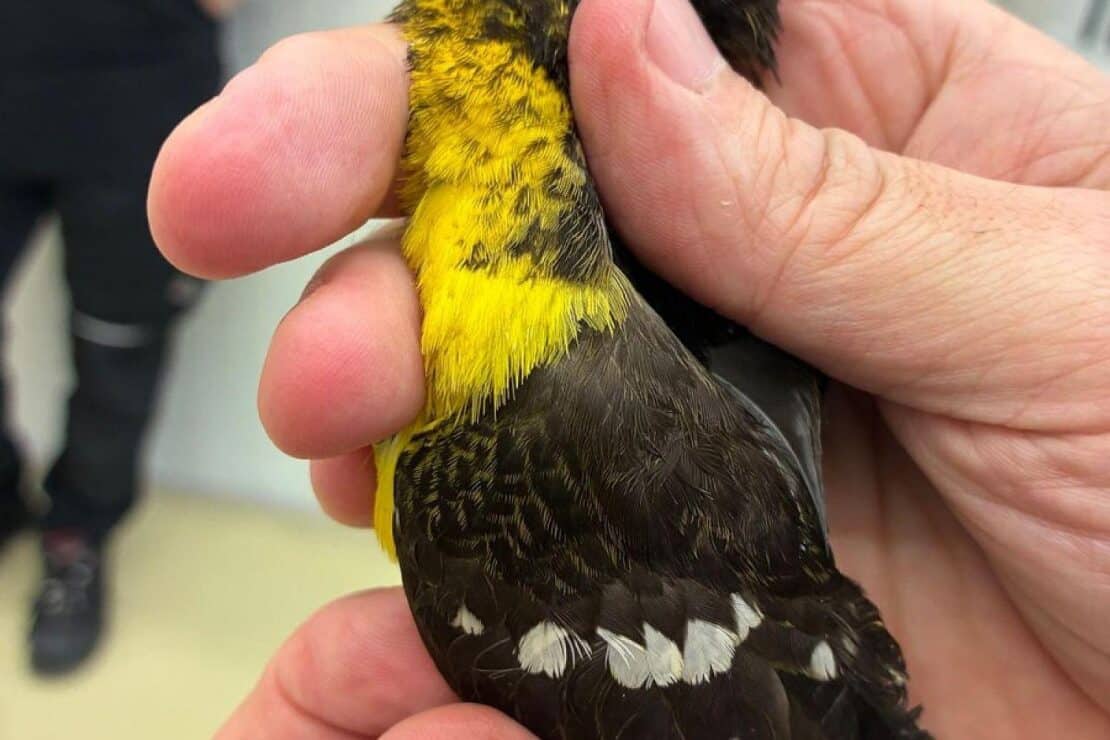Zoll entdeckt seltene Singvögel im Handgepäck am Münchner Flughafen