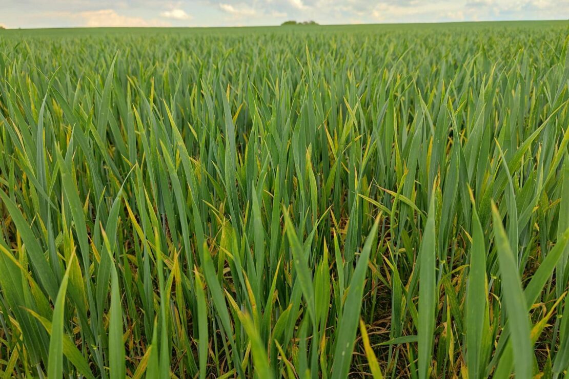 Anbau von Wintergetreide stagniert