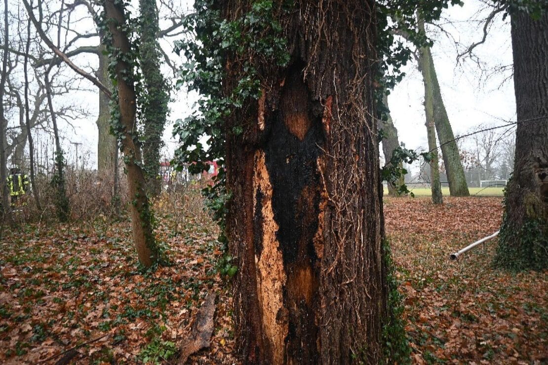 Baum auf Sportplatz in Diesdorf in Brand gesetzt