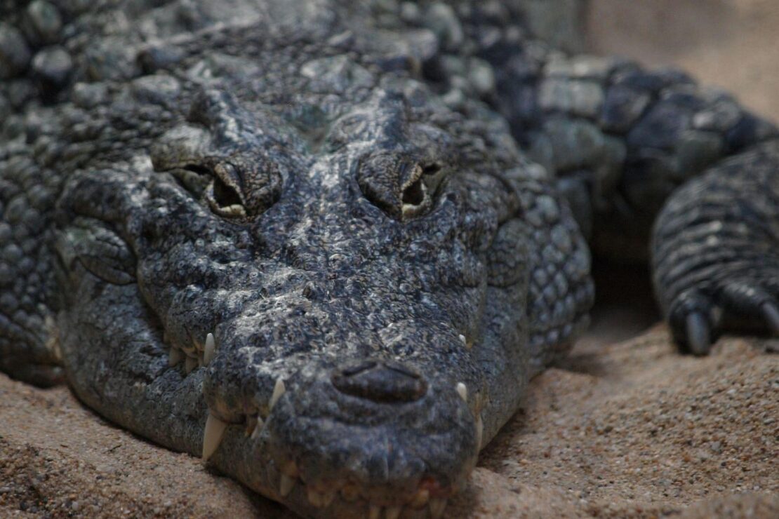 Frankfurter Zoo wird mit Drei-Säulen-Konzept umfassend modernisiert