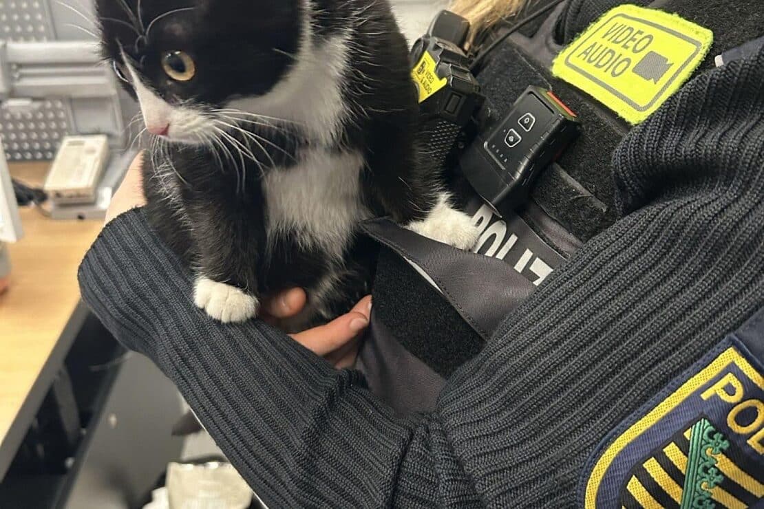 Kuschelkatze übernachtet auf Polizeirevier in Bautzen