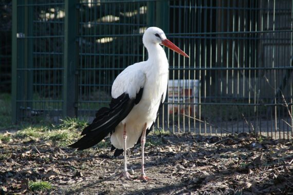 Weißstorch im Flug, symbolisiert die Sorge um den gefährdeten Vogelbestand in NRW.
