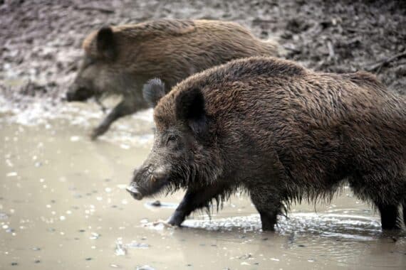 Ein Wildschwein vor der Kulisse von Wald, symbolisiert die Gefahr der Afrikanischen Schweinepest.
