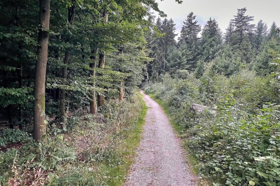 Waldweg in Niedersachsen, symbolisiert den klimafreundlichen Umbau der Wälder mit Fördermitteln.