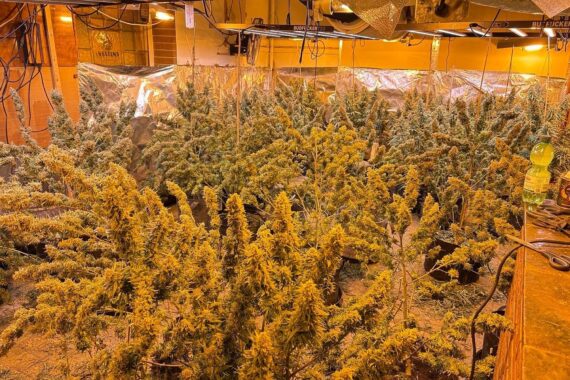 Professionell betriebene Cannabisplantage in ehemaliger Gaststätte, Polizei findet hunderte Pflanzen, keine Personen.