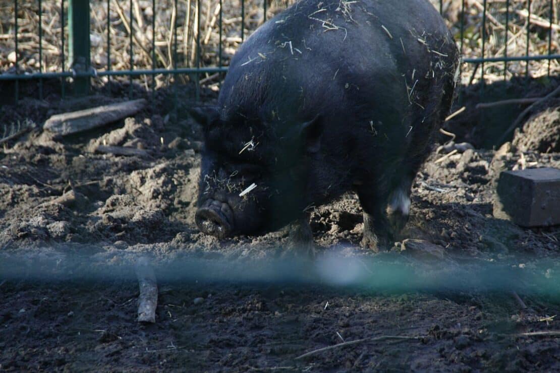 Schweinebestand leicht gewachsen – erneut weniger Betriebe