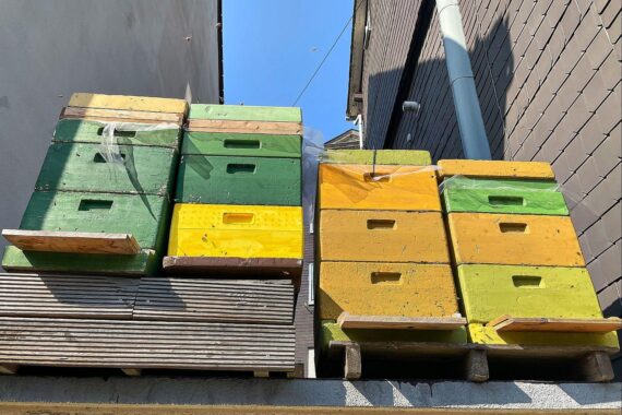 Bienenkästen in einer urbanen Umgebung, symbolisieren Hobbyimkerei und Bienenförderung in Brandenburg.