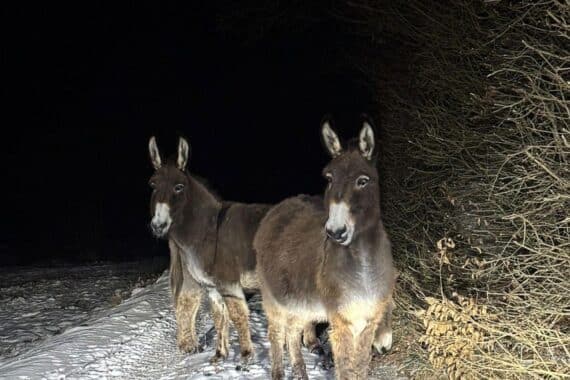 Drei Esel stoppen überrascht vor einem Polizeistreifenwagen auf der Landstraße.