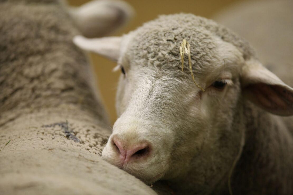 Fachabend für Schäfer in Laichingen zu aktuellen Herausforderungen