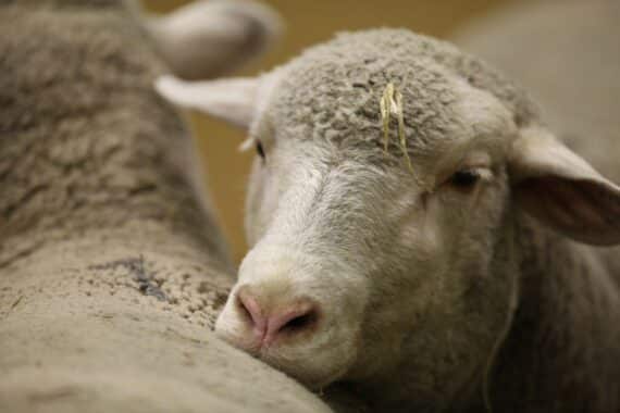 Schäfer und Schafhalter diskutieren Herausforderungen der Schafhaltung bei Fachabend in Laichingen.