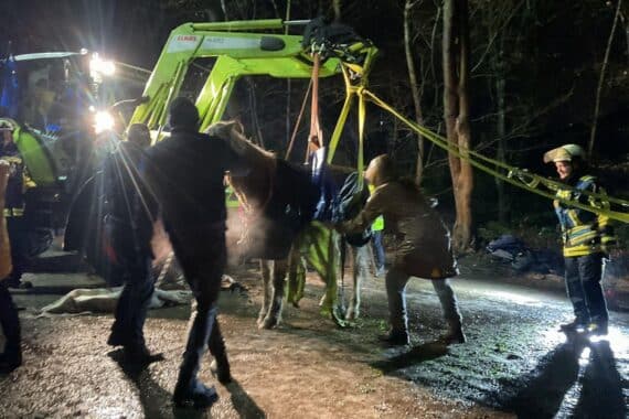 Feuerwehr rettet gestürztes Pferd am Waldrand mit Hebegeschirr. Teamarbeit rettet Tierleben.