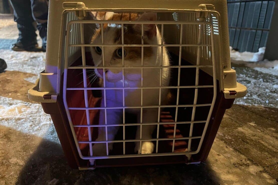 Feuerwehr rettet Katze aus 15 Metern Höhe in Celle